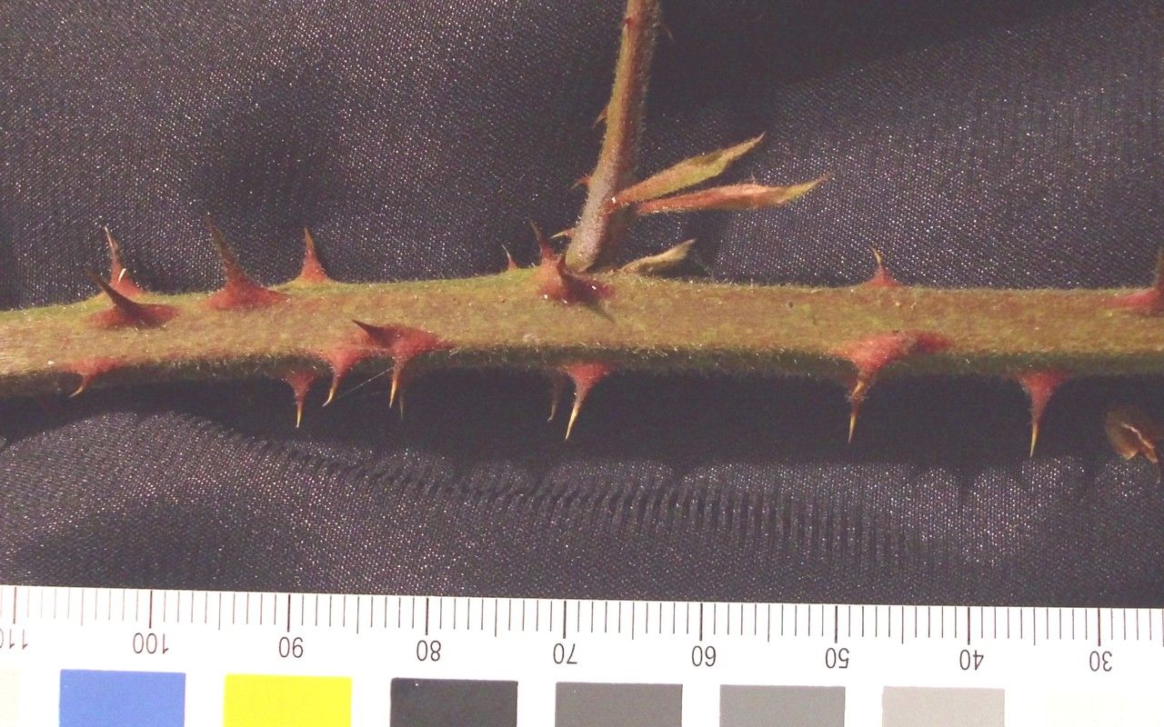 Rubus andegavensis bark