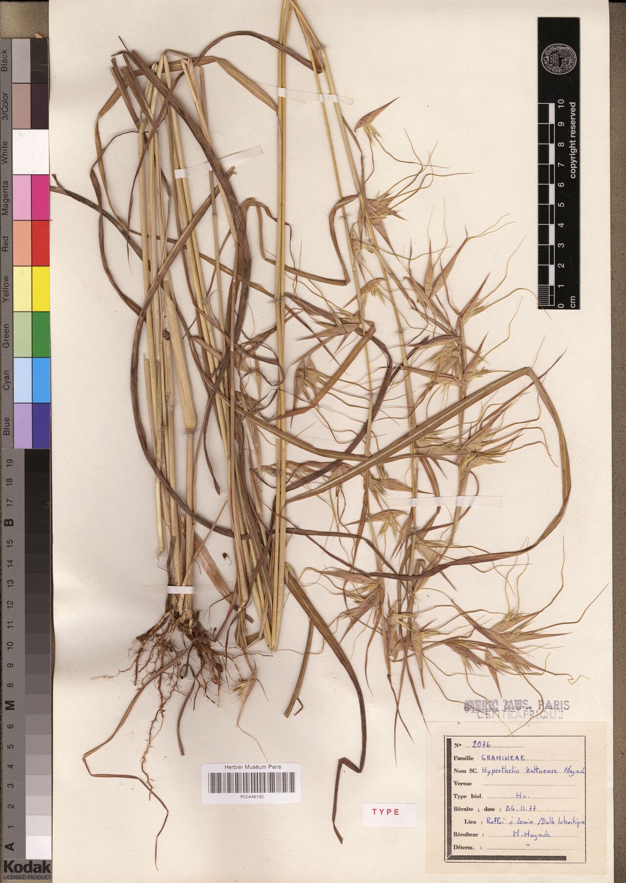 Hyperthelia kottoensis — related species from the same genus