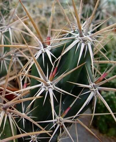 Grusonia invicta leaf