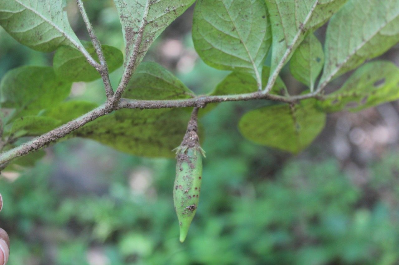 Waltheria glomerata leaf