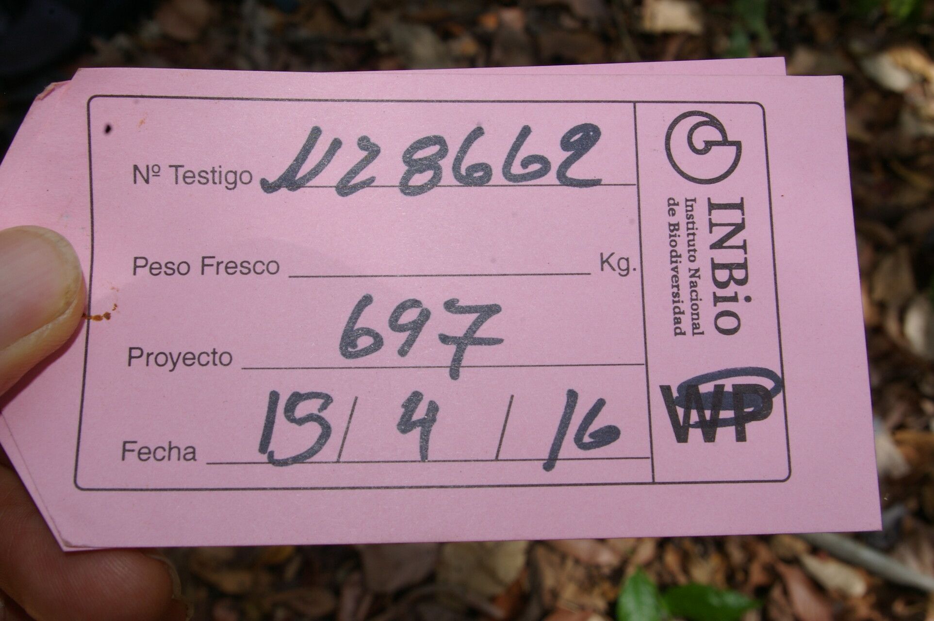 Morisonia amplissima other