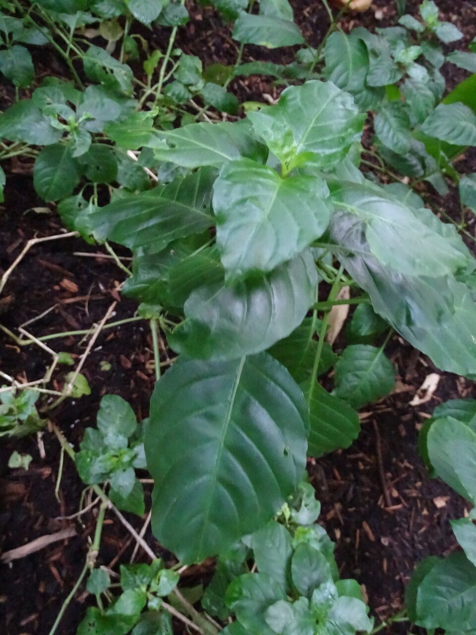 Justicia betonica — search result for 'Namibia'