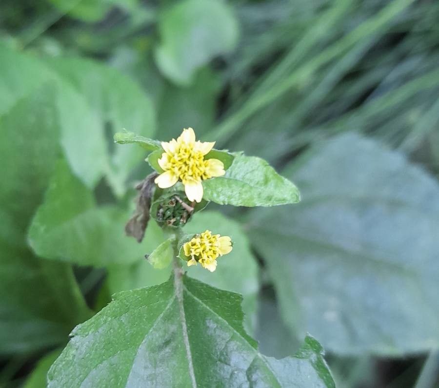 Calyptocarpus brasiliensis flower