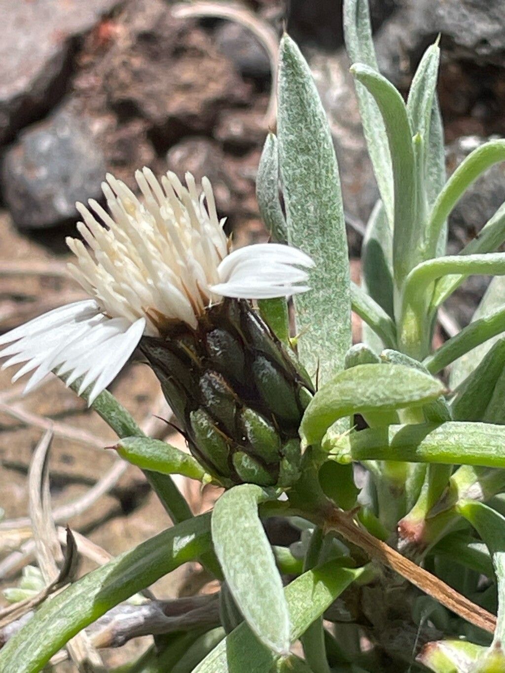 Atractylis arbuscula flower