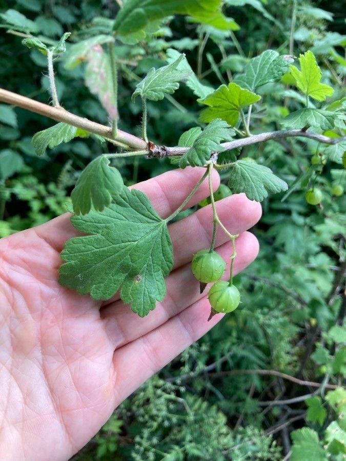 Ribes cynosbati fruit