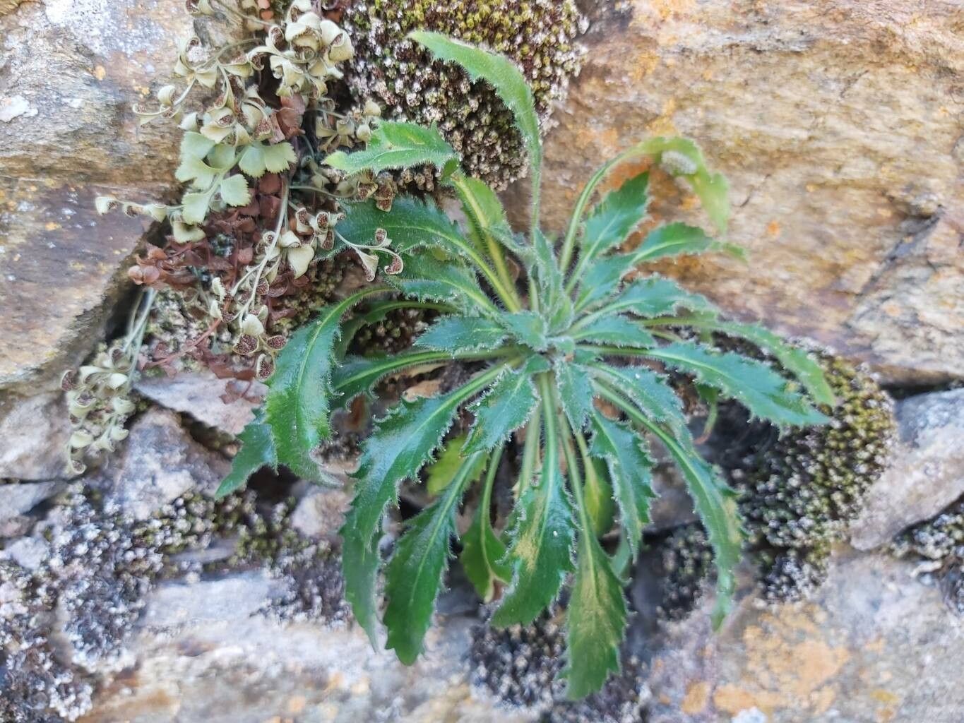 Campanula wanneri leaf