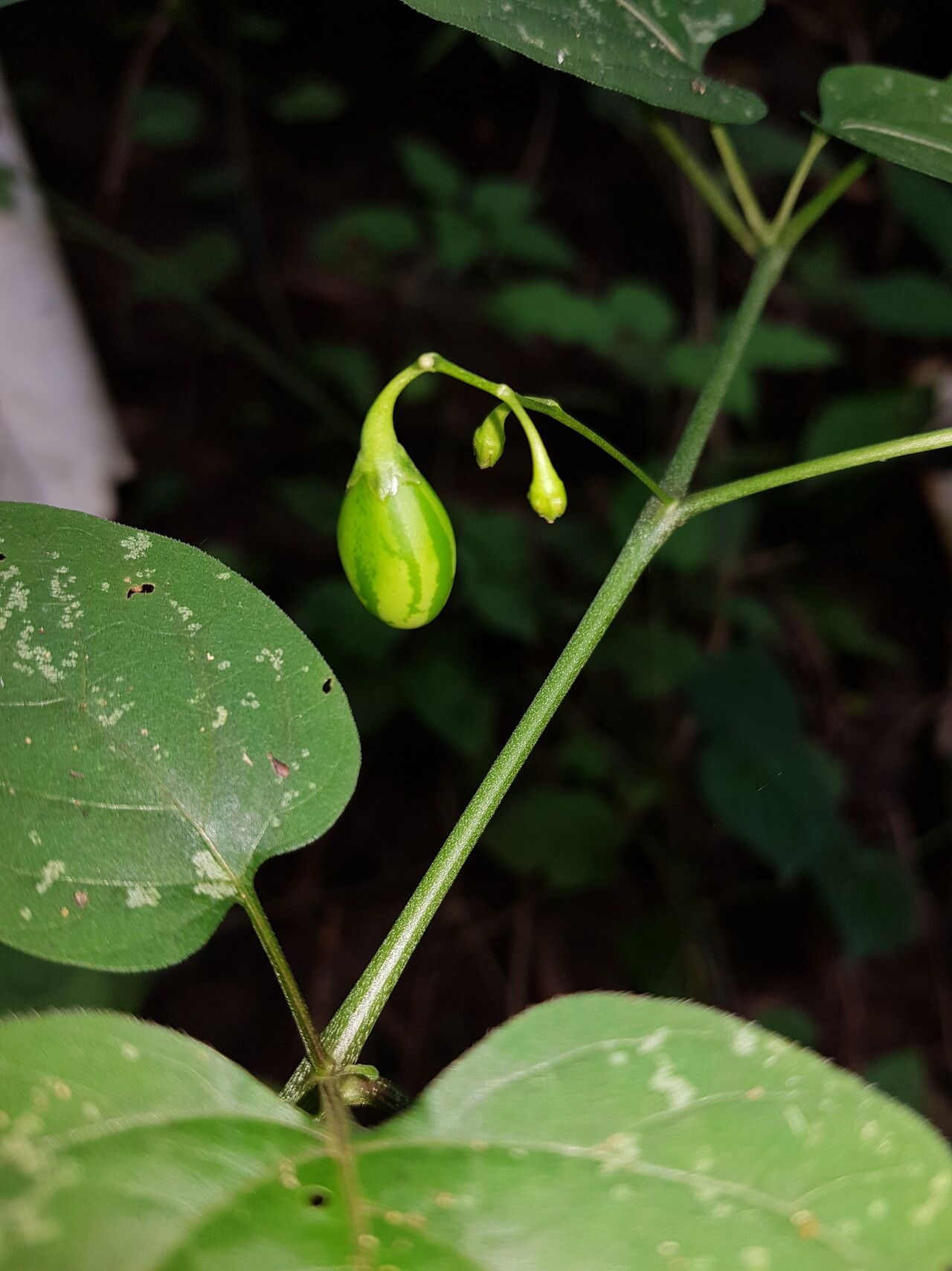 Solanum allophyllum fruit