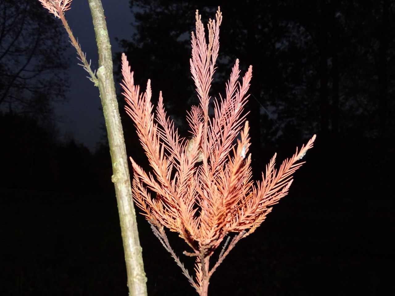 Glyptostrobus pensilis leaf