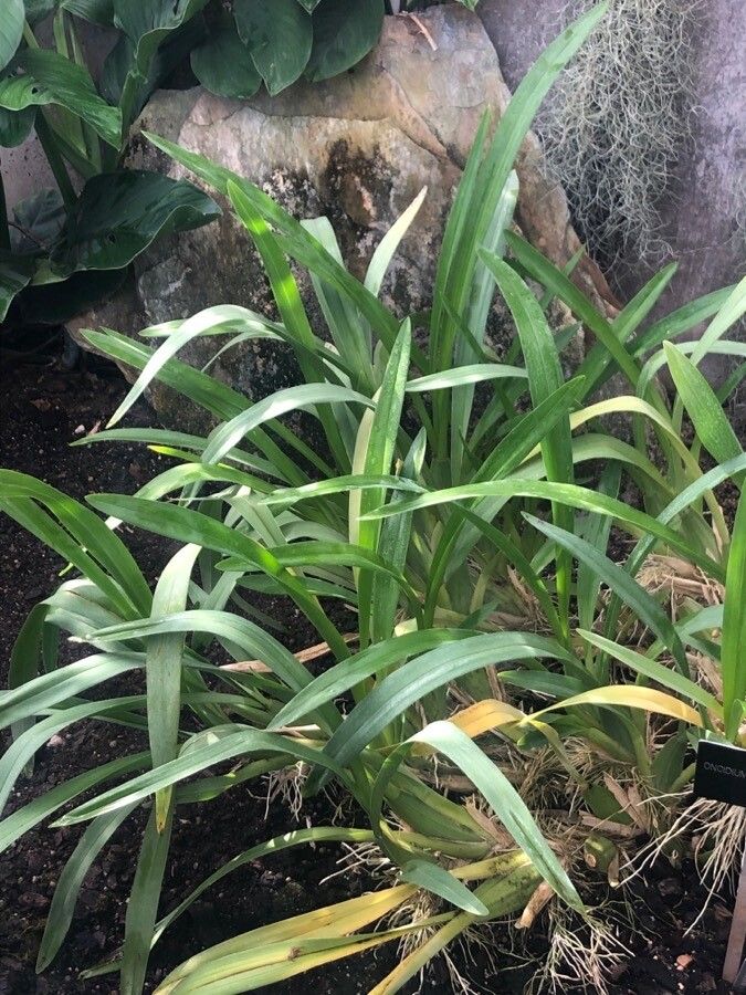 Oncidium sphacelatum