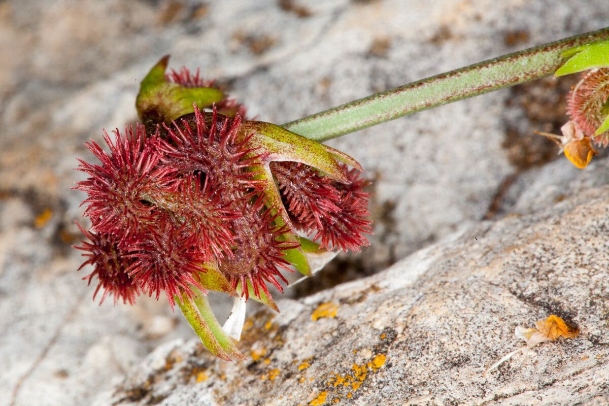Scorpiurus subvillosus fruit