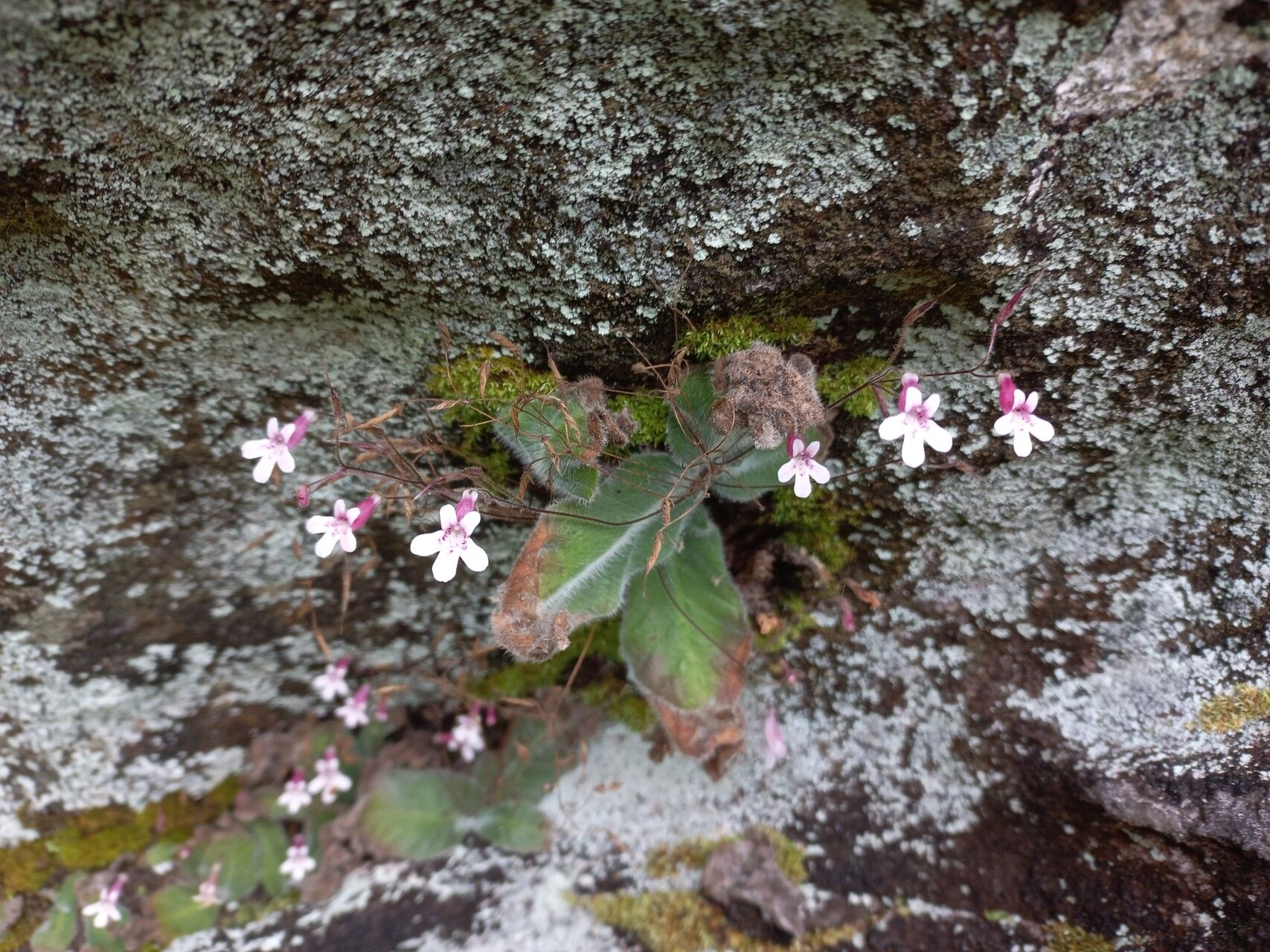 Streptocarpus rhodesianus — search result for 'Streptocarpus'