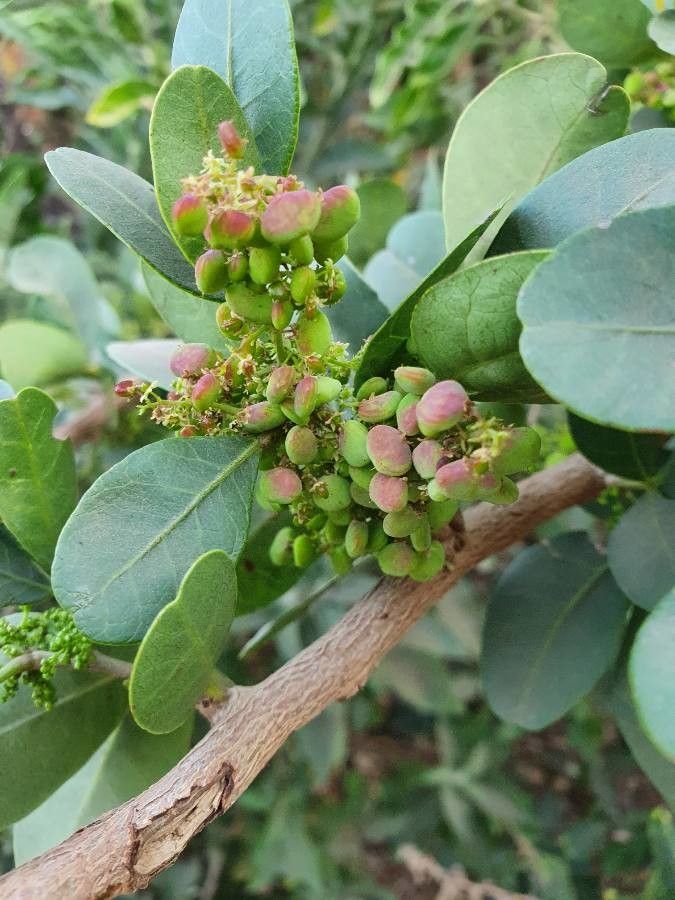 Searsia crenulata fruit