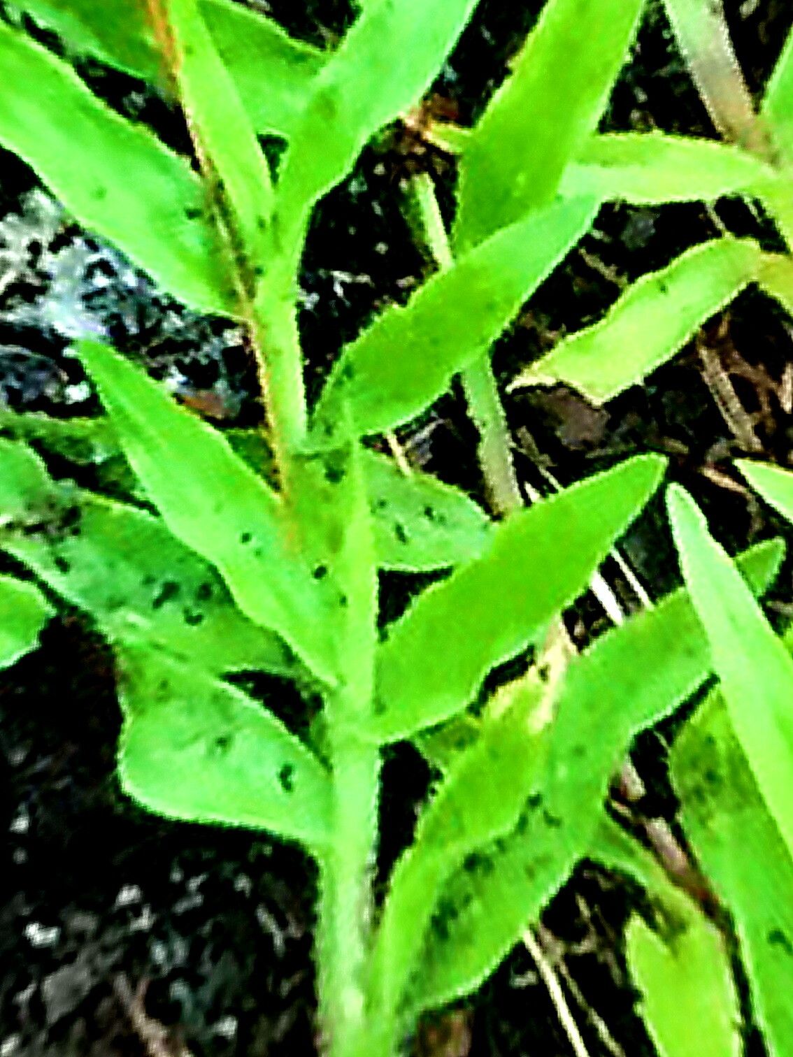 Axonopus furcatus — houseplant care guide