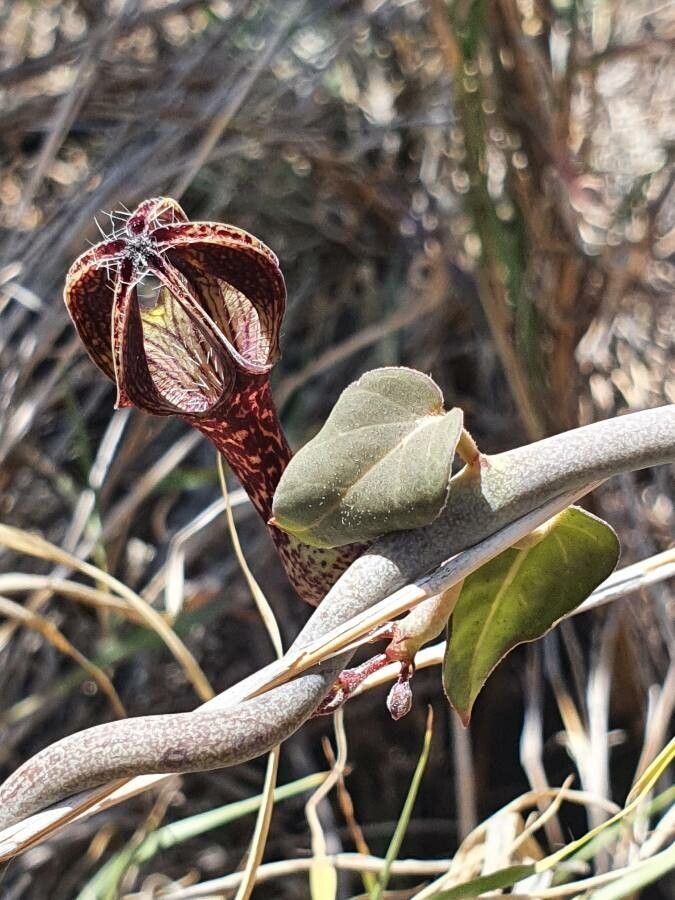 Ceropegia aristolochioides
