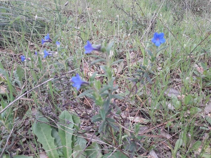 Glandora prostrata bark