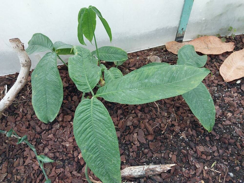 Anthurium moonenii — houseplant care guide