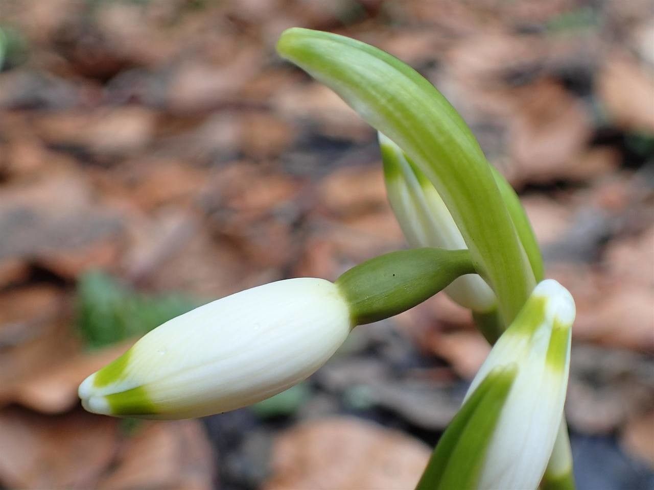 Leucojum vernum fruit