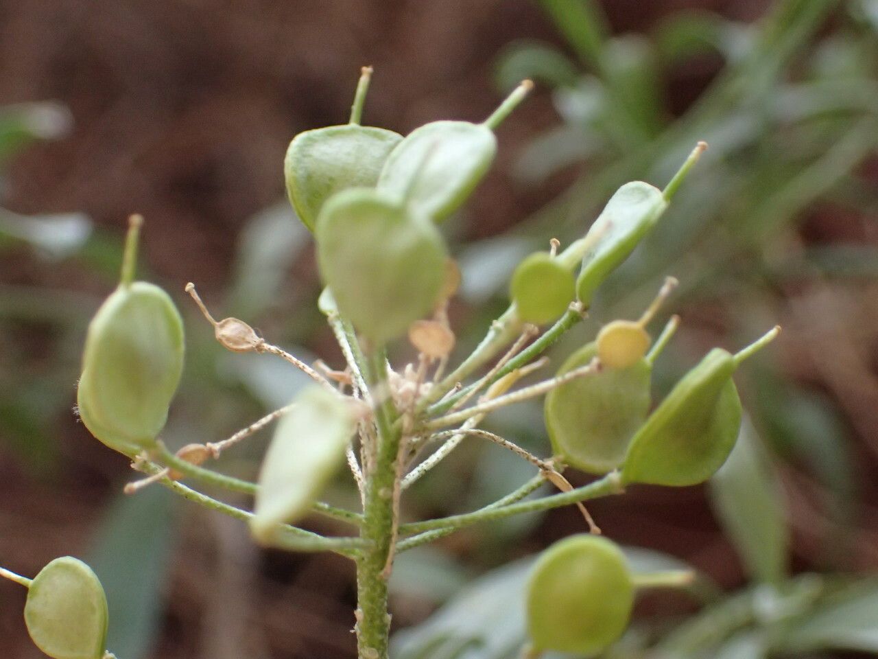 Hormathophylla spinosa fruit