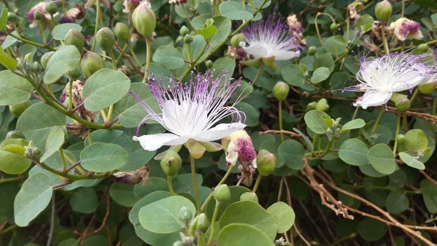 Capparis orientalis flower