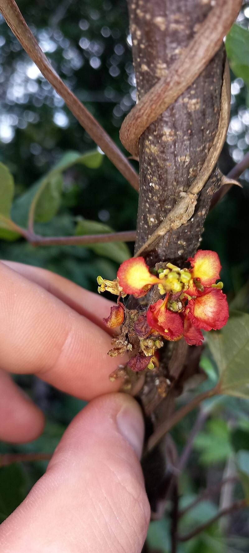 Stigmaphyllon sinuatum flower