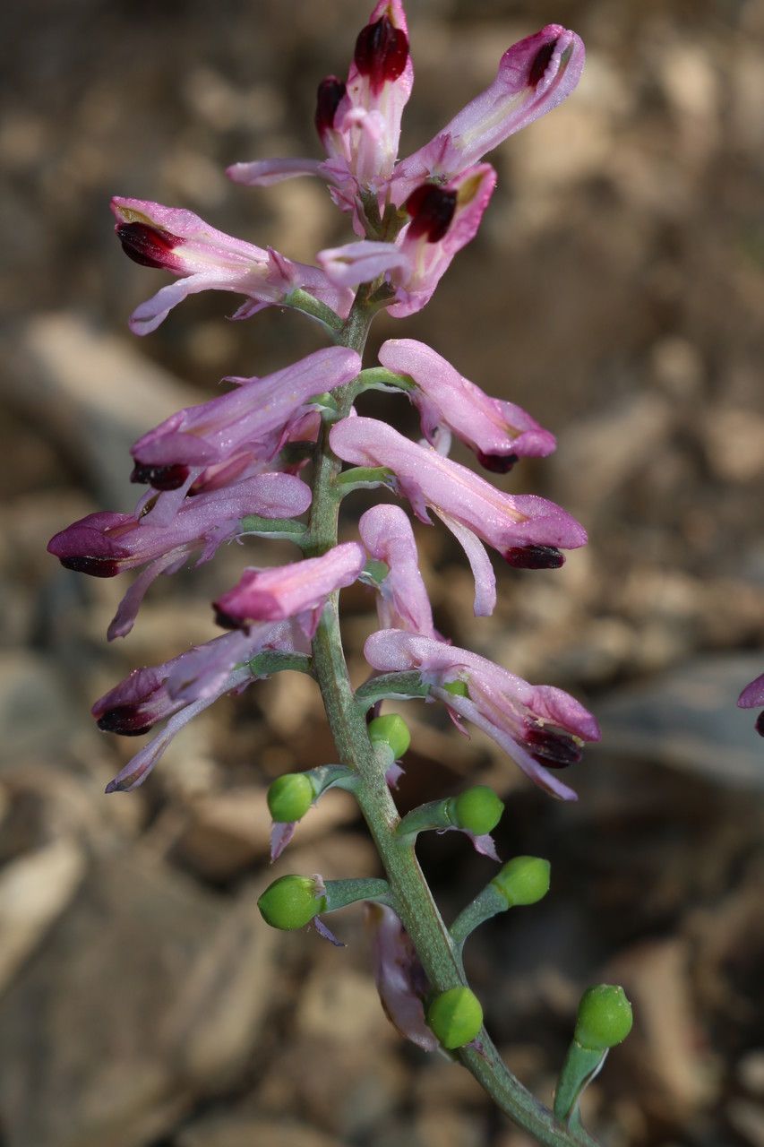 Fumaria atlantica flower