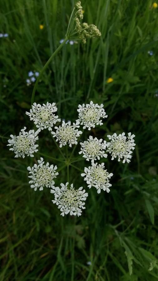 Oenanthe peucedanifolia flower