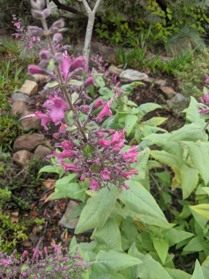 Lepechinia hastata flower