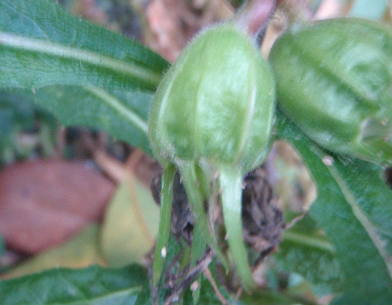 Hippobroma longiflora fruit