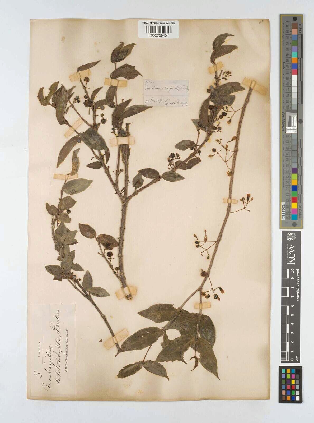 Medinilla leptophylla — search result for 'Medinilla'