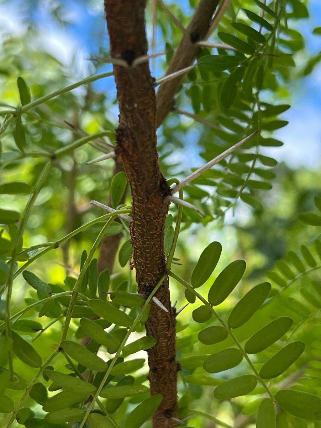 Vachellia horrida bark