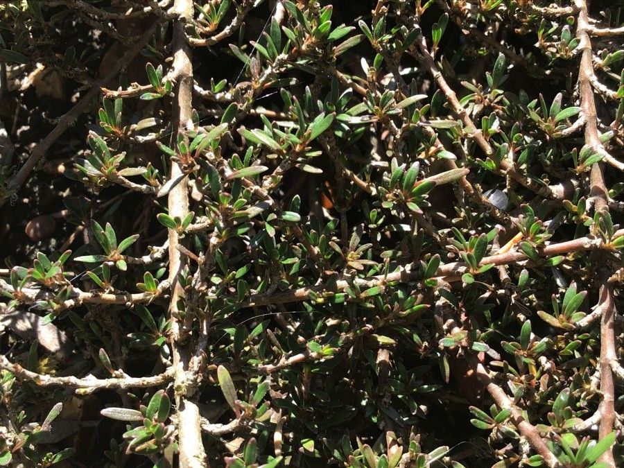 Coprosma petriei — houseplant care guide