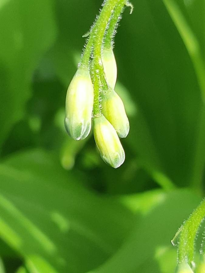 Polygonatum latifolium flower