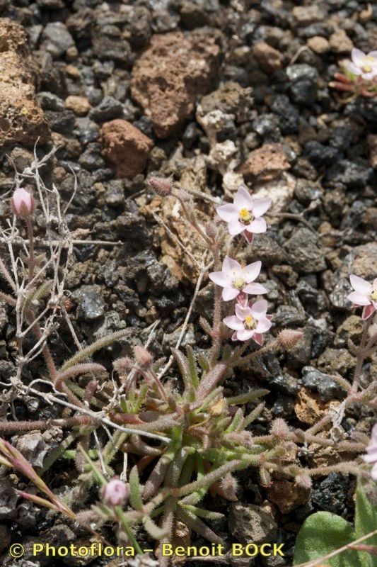 Minuartia webbii habit