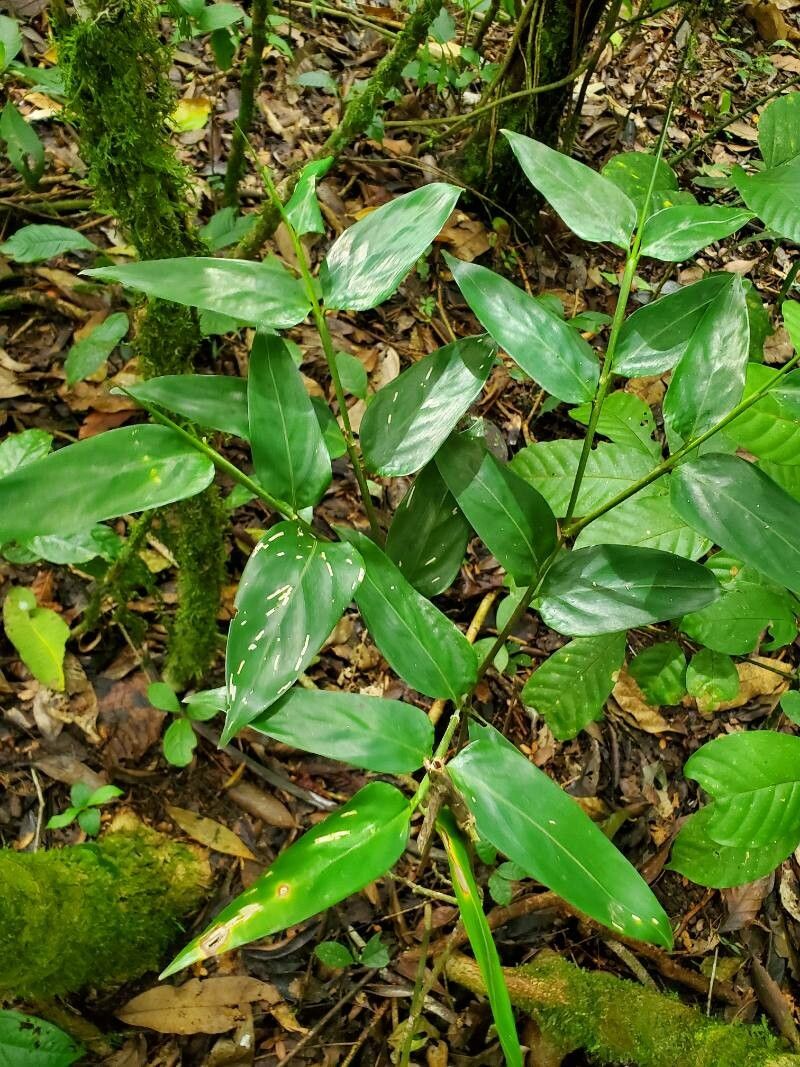 Stromanthe tonckat leaf