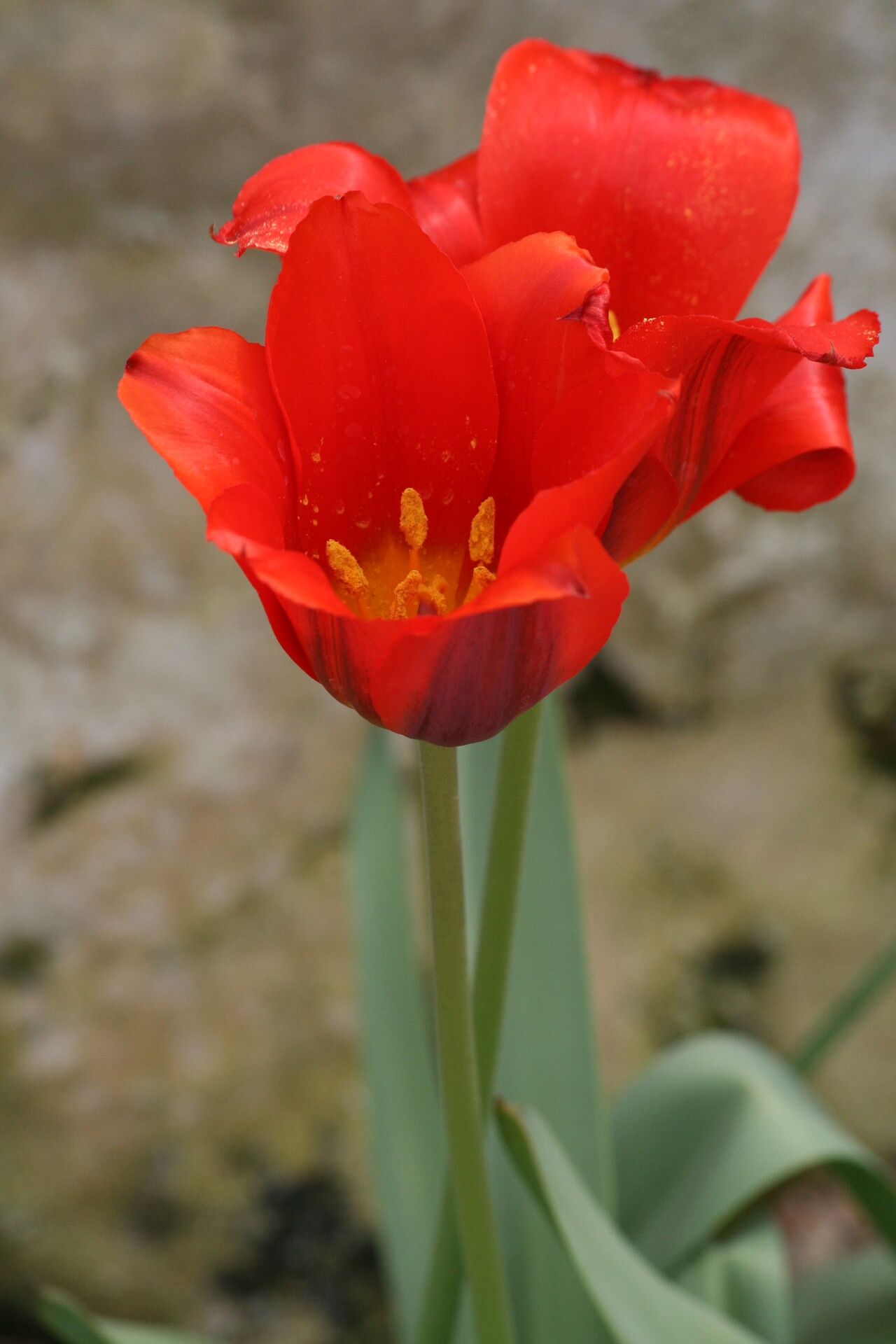 Tulipa vvedenskyi flower