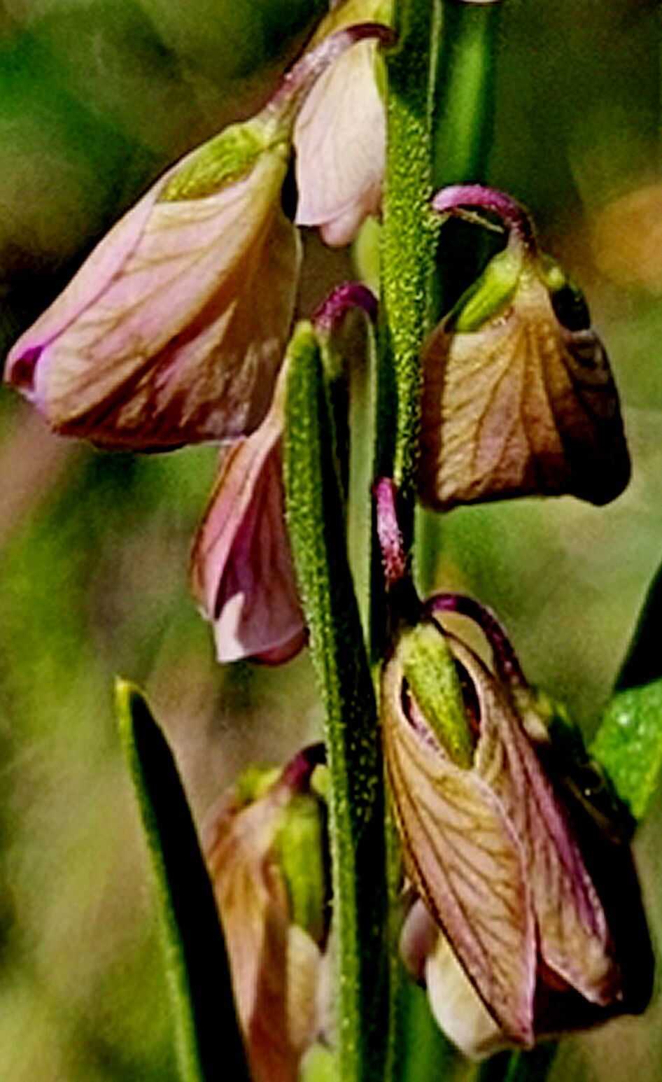 Asemeia violacea — houseplant care guide