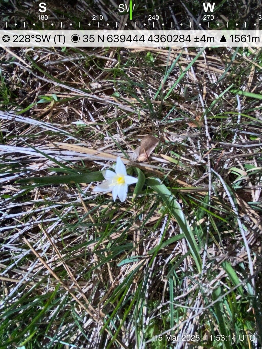 Ornithogalum mysum flower