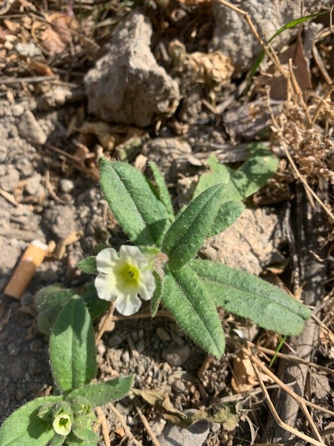 Nonea lutea flower