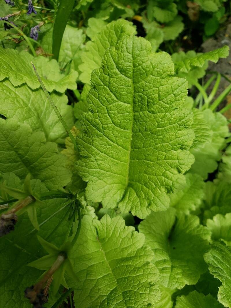 Primula sieboldii — search result for 'Primula'