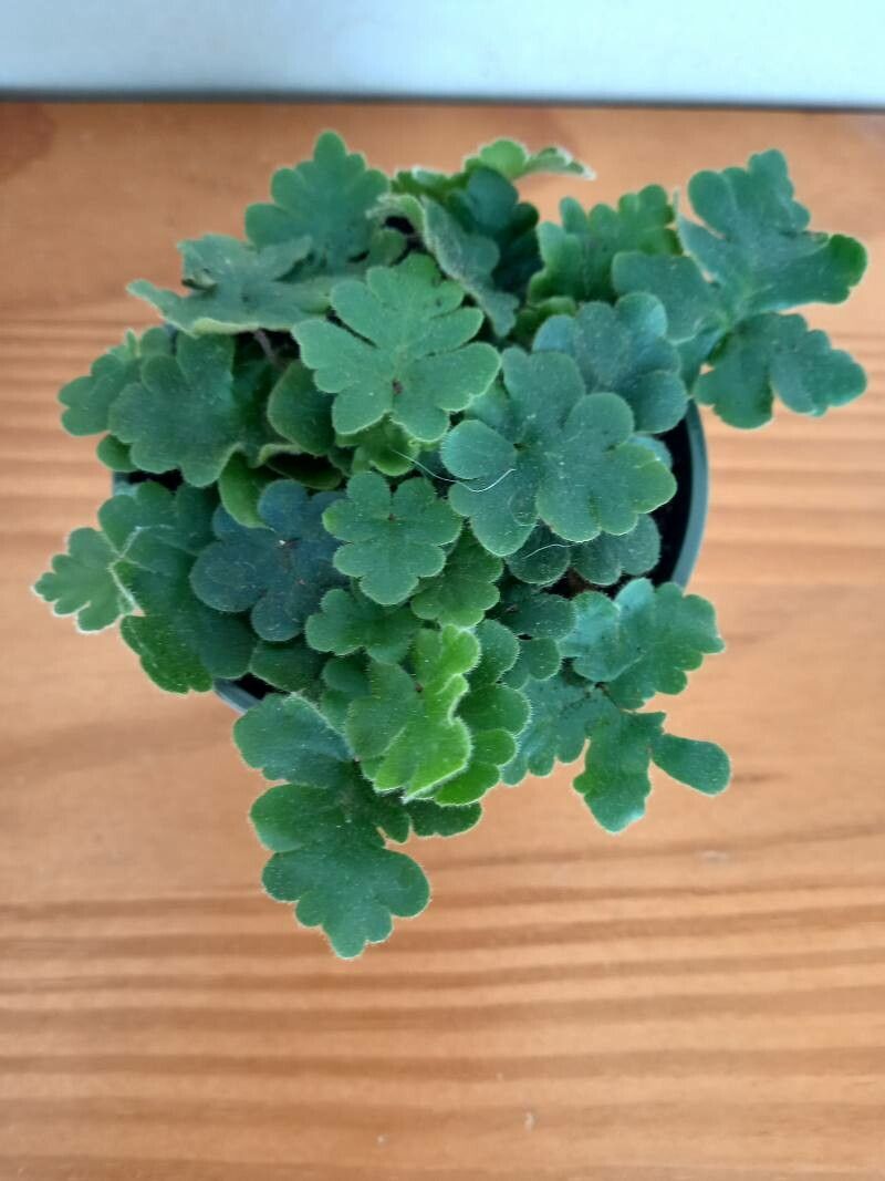 Hemionitis goabica flower