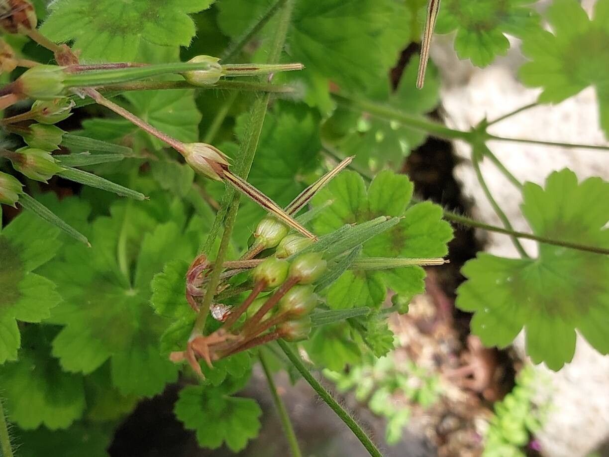 Pelargonium ranunculophyllum other