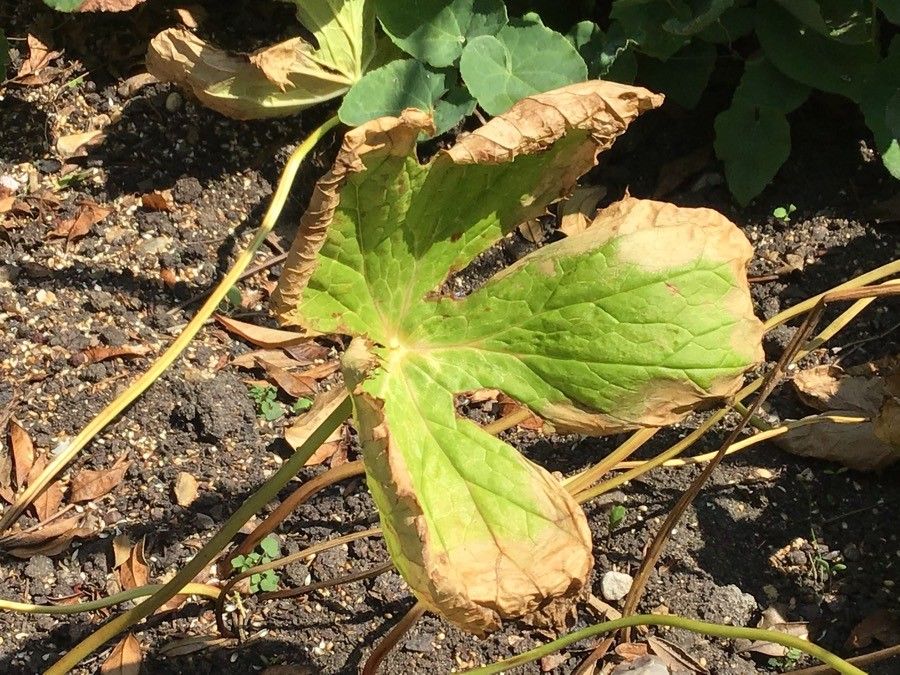Sinopodophyllum hexandrum — search result for 'Afghanistan'