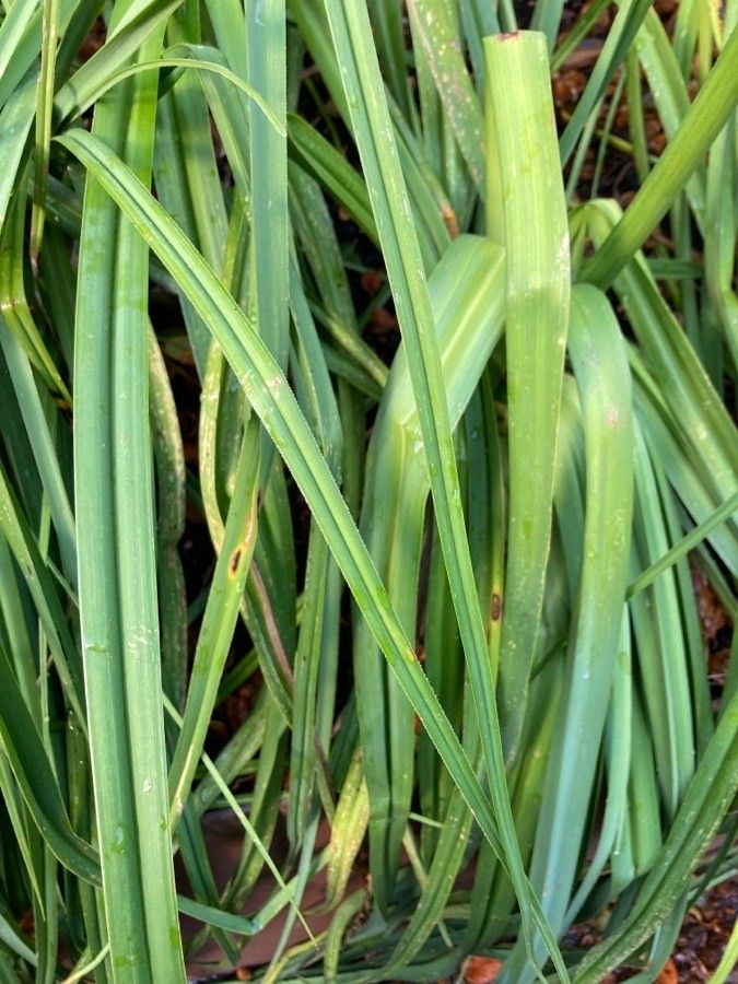 Kniphofia linearifolia — houseplant care guide