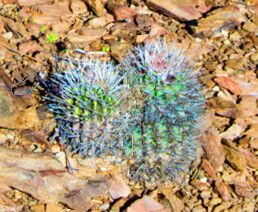 Lobivia lateritia — houseplant care guide