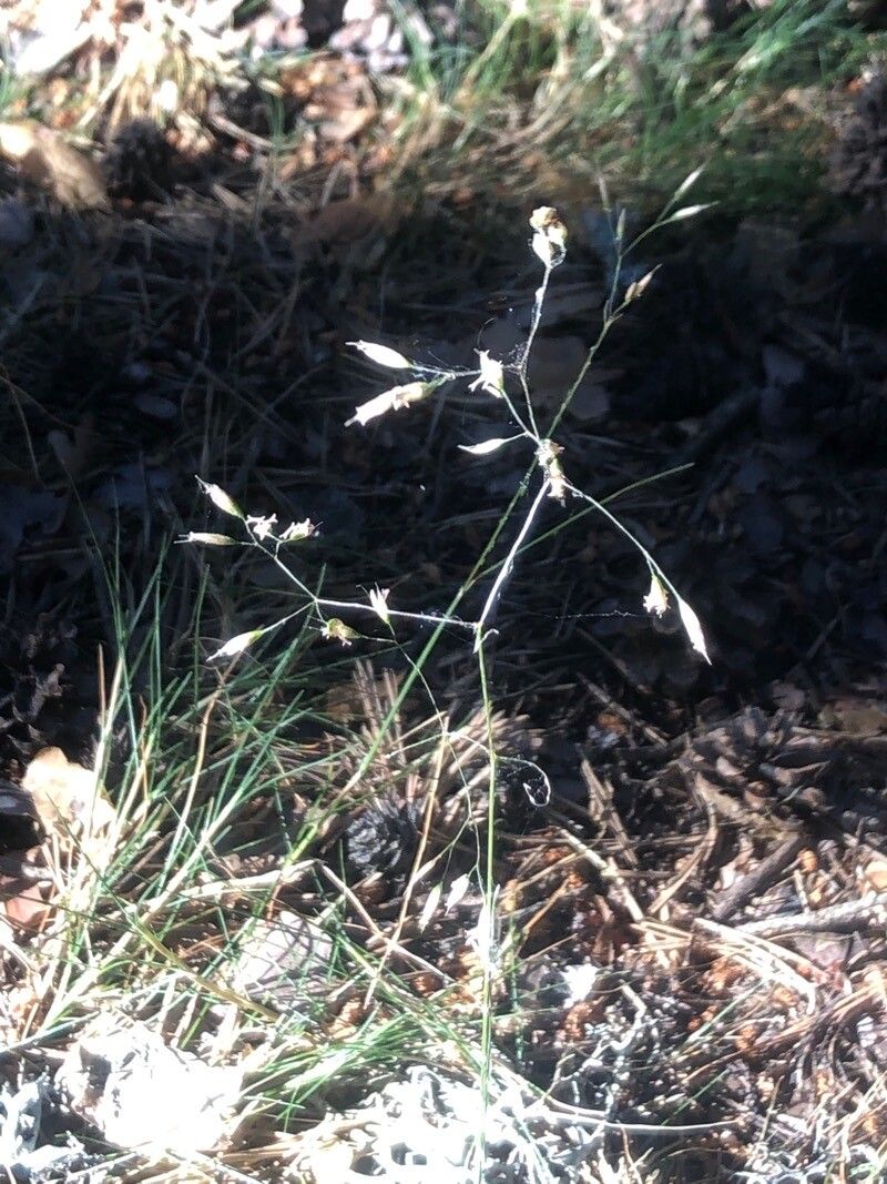 Deschampsia flexuosa flower