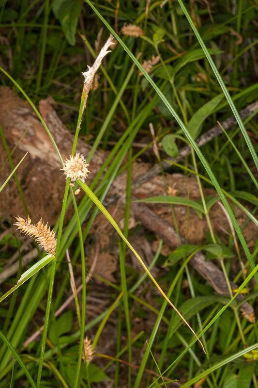 Carex viridula fruit