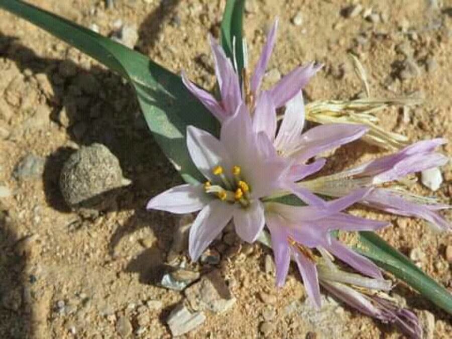 Colchicum ritchii flower