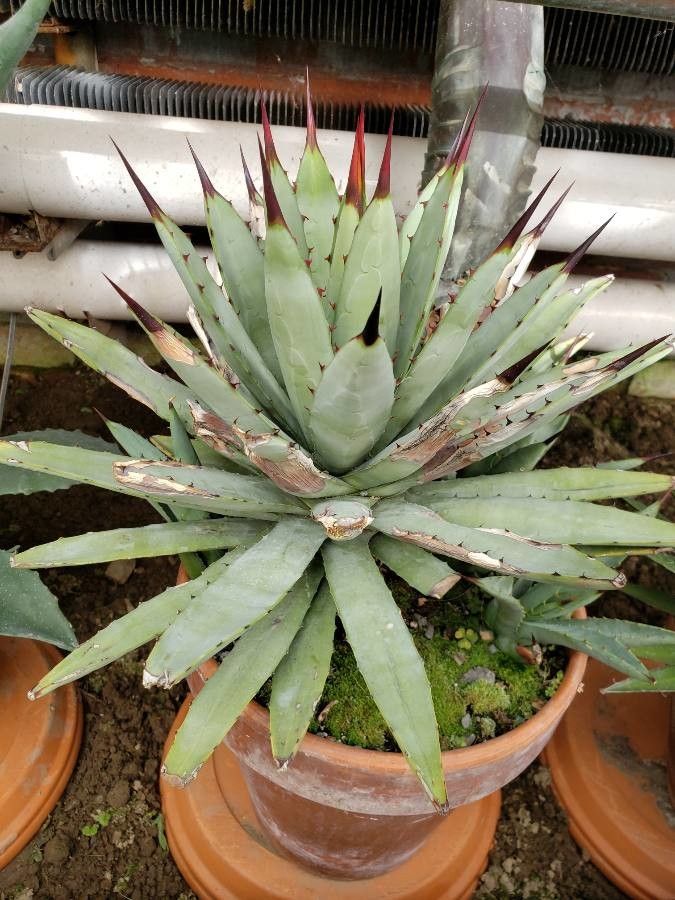 Agave palmeri habit