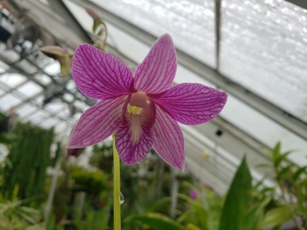 Dendrobium bigibbum flower