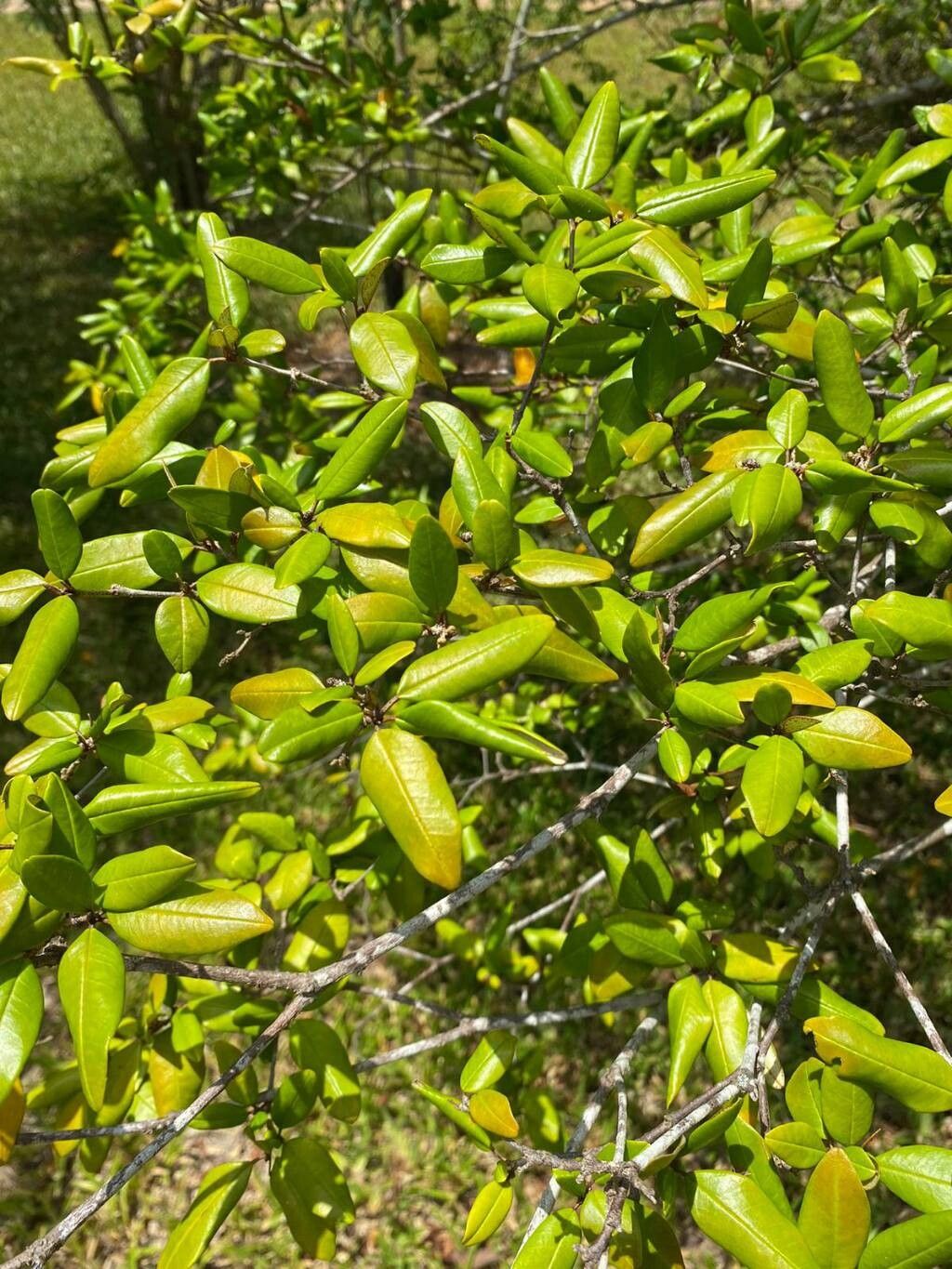 Croton pseudopulchellus — houseplant care guide